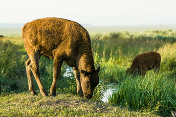 Bison Calf in Grand Teton National Park, Wyoming