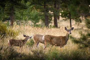 Naklejka na ściany i meble Deer in Flaming Gorge Recreational Area, Utah