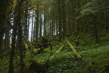 Moss covered forest with fallen trees and ferns with light through the trees
