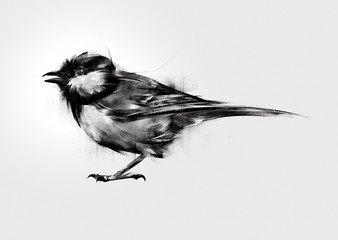 isolated painted bird tit