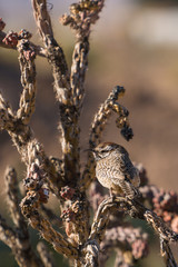Cactus Wren