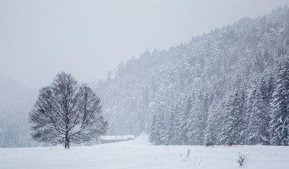 Tree and farmhouse in a valley in a blizzard
