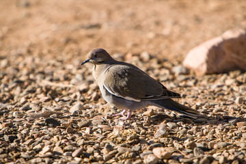 Dessert Dove in New Mexico