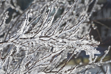 Closeup of branch covered in ice/Closeup of layered bare branches covered in ice with snow/