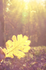 Background with person holding oak leaf in golden sun rays of light/Background in soft focus with person holding oak leaf in the golden sun rays of light in forest