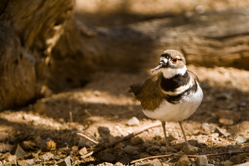 bird in Arizona USA