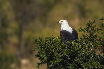 African fish eagle in Kruger National park, South Africa