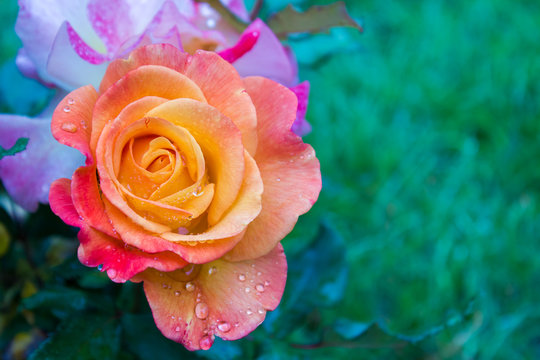 Daisy Garcia photos, images, assets | Adobe Stock