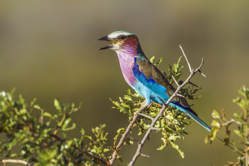 Lilac-breasted roller in Kruger National park, South Africa