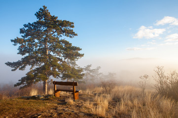 Wooden bench in the misty forest