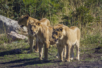 African lion in Kruger National park, South Africa