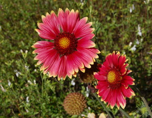 Obraz premium red daisies