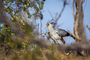 Secretary bird in Kruger National park, South Africa