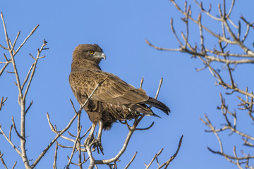 Yellow-billed kite in Kruger National park, South Africa