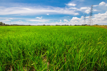 Green and gold rice fields on sunset in Thailand 