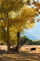 Scenic area at Fall at the 395 North of Bishop, CA