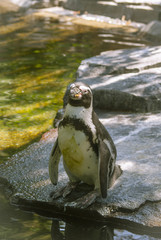 Penguin on the rocks on the background of water.