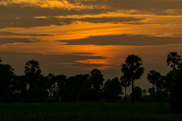 After a beautiful sunset, palm