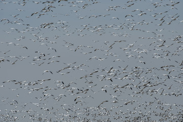 Flight of Snow Geese, Central Valley