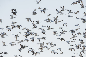 Flying Snow Geese