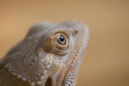 Closeup eye focus of Bearded Dragon lizard reptile tan color wit