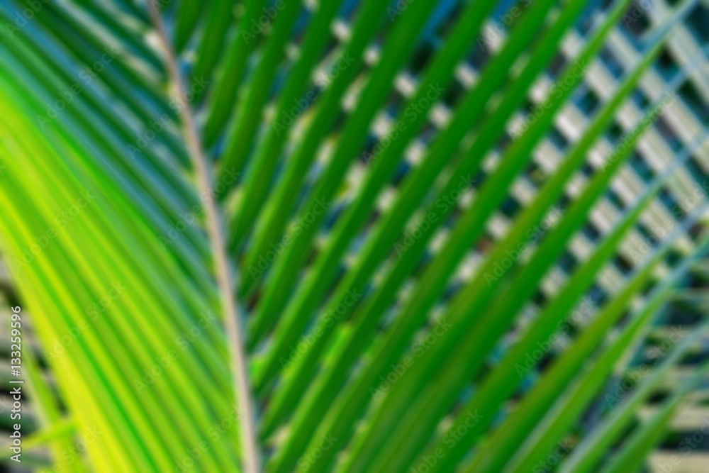 Wall mural abstract blur bokeh background of coconut palm leaf