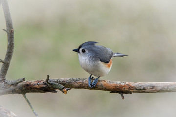tufted titmouse sitting on a branch