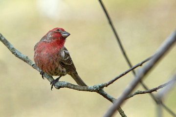 house finch