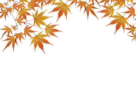 Autumn Leaves isolated on white background 