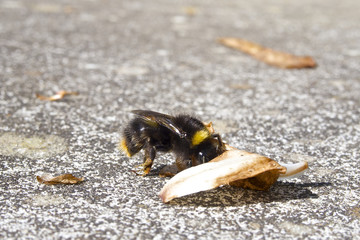 Bumblebee (Bombus terrestris) on concrete rock pushing a brown leaf.