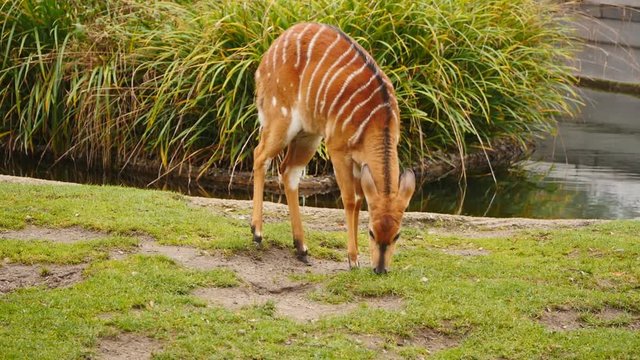 Nyala antelope outdoors