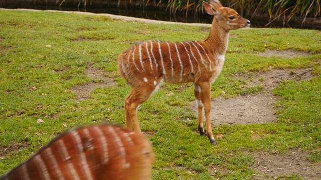 Nyala antelope outdoors