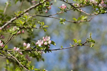 Apple Blossoms with a Little Bee