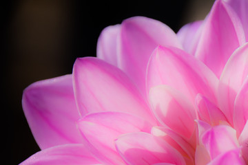 close up of pink dahlia in soft focus