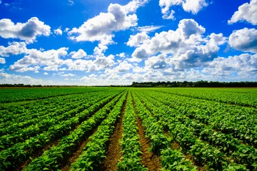 Fotobehang Agriculture vegetable field © Fotoluminate LLC