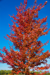 Tall Red Maple in full Autumn color