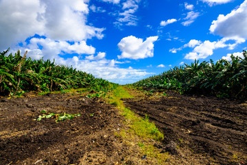 Banana plantation field