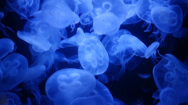 Moon jellies in the aquarium