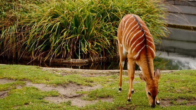 Nyala antelope outdoors