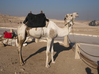 Camel for sightseeing near Khufu pyramid