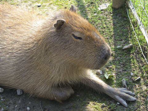 Capybara large sat on grass in the sun, close