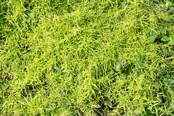 Ivy and tree in the forest background