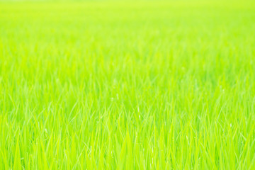 Photographed close up fresh young grass growing on organic field, Refreshing your eye with green color