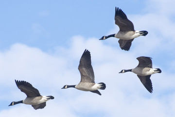 Four Canada Geese fly over Washington DC.