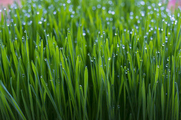 Fototapeta na wymiar Wheat grass for juicing and healthy life