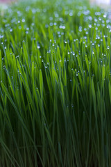 Plakat Wheat grass for juicing and healthy life
