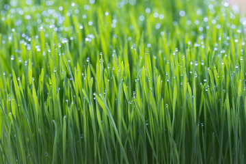 Fototapeta na wymiar Wheat grass for juicing and healthy life