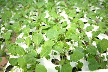 Organic vegetables and Hydroponics