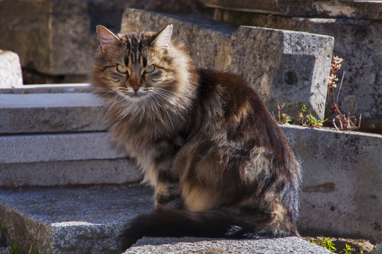 Gato De Preciosa Melena Aleonada En Cementerio