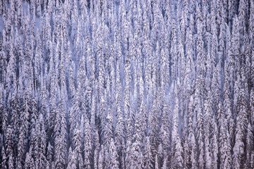Silver Fir Trees, Olympic National Park